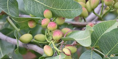 Antep Fıstığında Ezber Bozan Karar