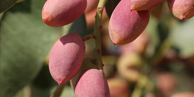 Antep fıstığında üretim uyarısı