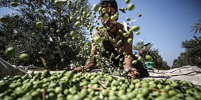 Gaziantep’te alarm: Asırlık zeytin ve fıstık tehlikede