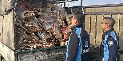 Kamyonet kasasında bozuk et şoku